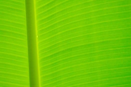 banana leaf background