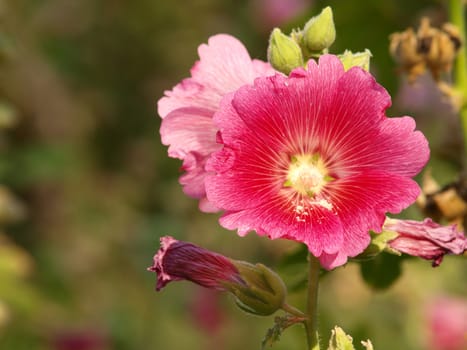 Red hollyhock (Althaea rosea) blossoms on a summer day