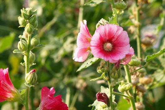 Red hollyhock (Althaea rosea) blossoms on a summer day