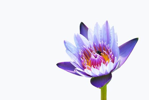 lotus flower isolated