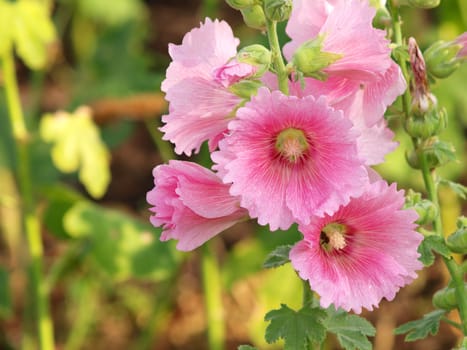 Pink hollyhock (Althaea rosea) blossoms on a summer day