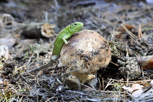 Lizard and a big white mushroom