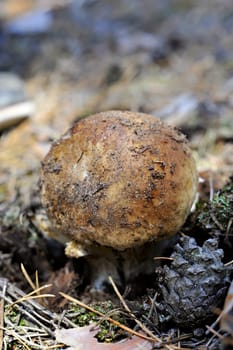 White Mushroom (Cep in the summer forest) 