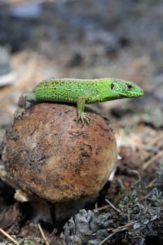 Lizard and a big white mushroom