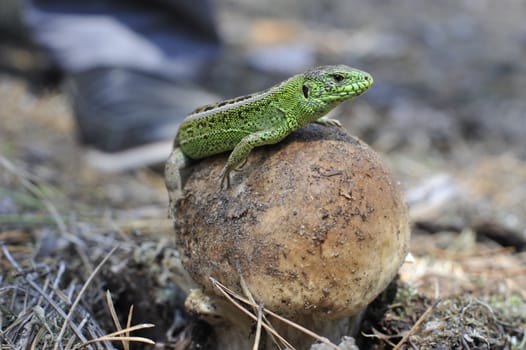 Lizard and a big white mushroom
