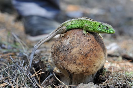 Lizard and a big white mushroom