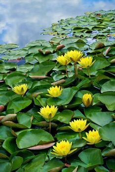 vibrantly coloured yellow water lilies  in a pond 