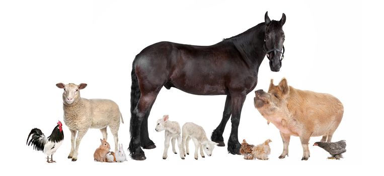 group of farm animals in front of a white background