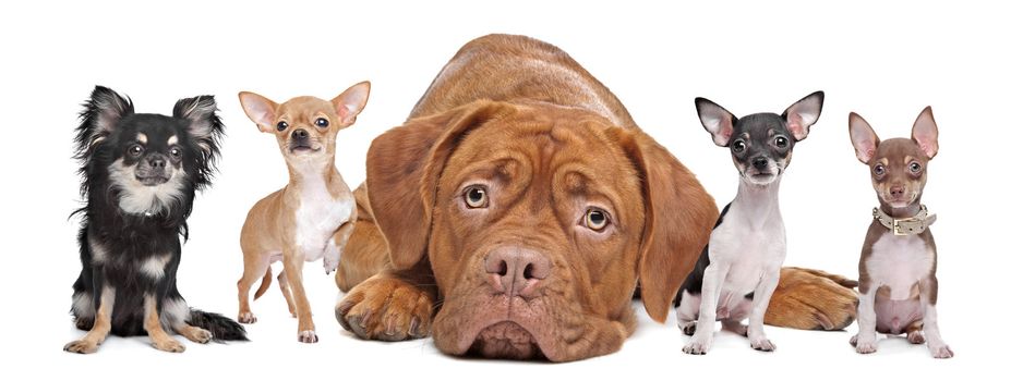 four chihuahua dogs and a Dogue de Bordeaux in front of a white background.