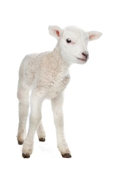 Few days old Lamb standing in front of a white background