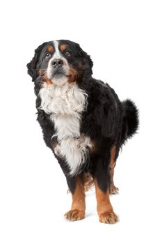 Bernese Mountain Dog standing in front of a white background