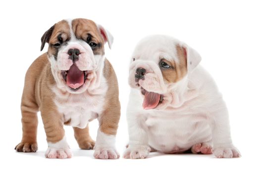 two yawning English bulldog puppies  in front of a white background