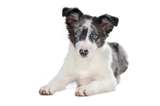 blue merle border collie puppy in front of a white background