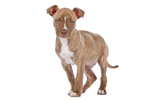 Pitbull puppy dog in front of a white background