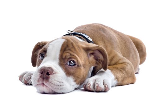bulldog puppy in front of a white background