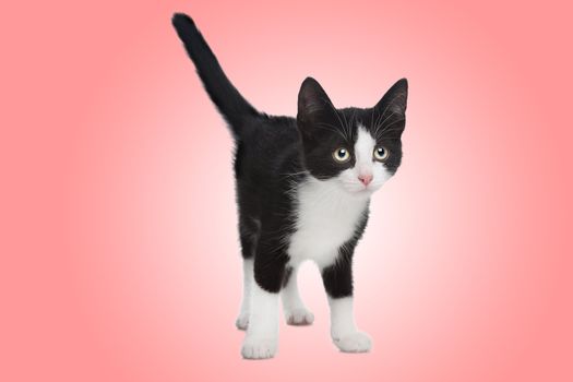 black and white kitten in front of a pink background