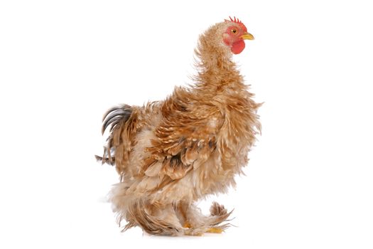 Colourful Chicken in front of a white background