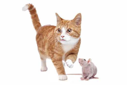 A red Kitten and a naked rat in front of a white background