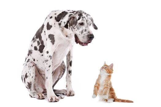 A dog and a cat in front of a white background