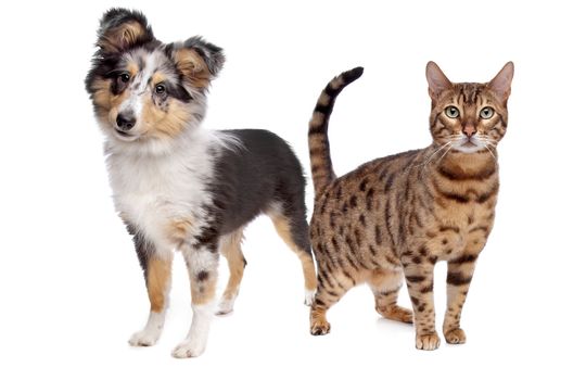 Dog and cat in front of a white background