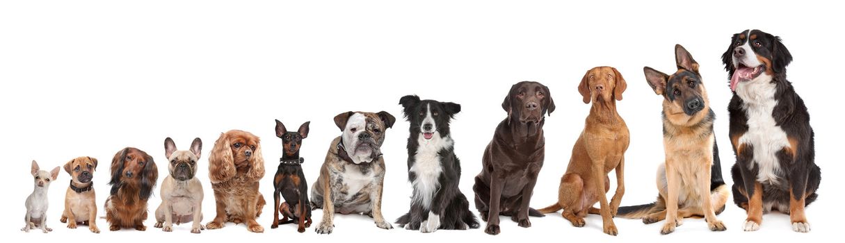 twelve dogs in a row. from small to large.on a white background