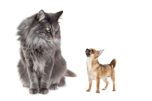 Norwegian Forest Cat and a Chihuahua dog in front of a white background