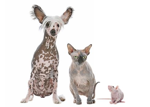 Naked cat,dog and rat in front of a white background