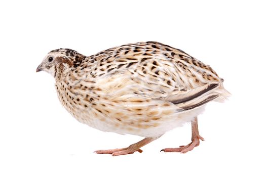 Little quail in front of a white background