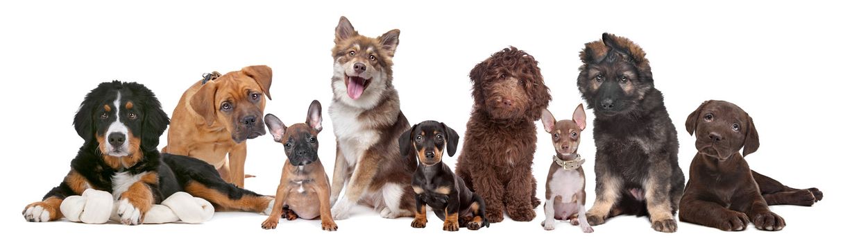 large group of puppies on a white background.from left to right, Bernese Mountain Dog, mixed breed mastiff, French Bulldog, Finnish Lapphund, Dachshund, Labradoodle, chihuahua, German Shepherd and a chocolate Labrador