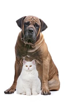 a white cat and a big dog in front of a white background
