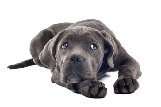 Cane corso puppy in front of a white background
