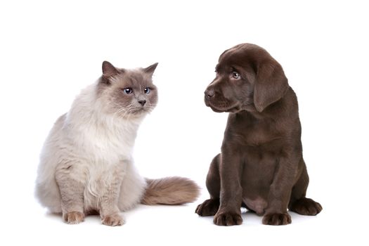 a purebred cat and a chocolate Labrador puppy in front of a white background