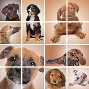 collage of puppy dogs. Labrador,bernese mountain dog,dog de Bordeaux,whippet,dachshound,english bulldog,Fila Brasileiro,American stafford
