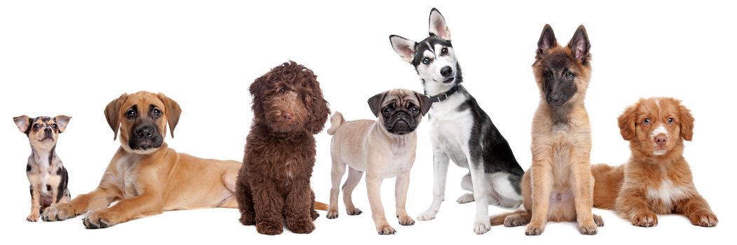 large group of puppies on a white background.from left to right,blue merle Chihuahua, mixed breed Mastiff, chocolate brown medium Labradoole,Pug,Siberean Husky,Belgium Shepherd and a Scotia Nova duck tolling retriever,isolated on a white background