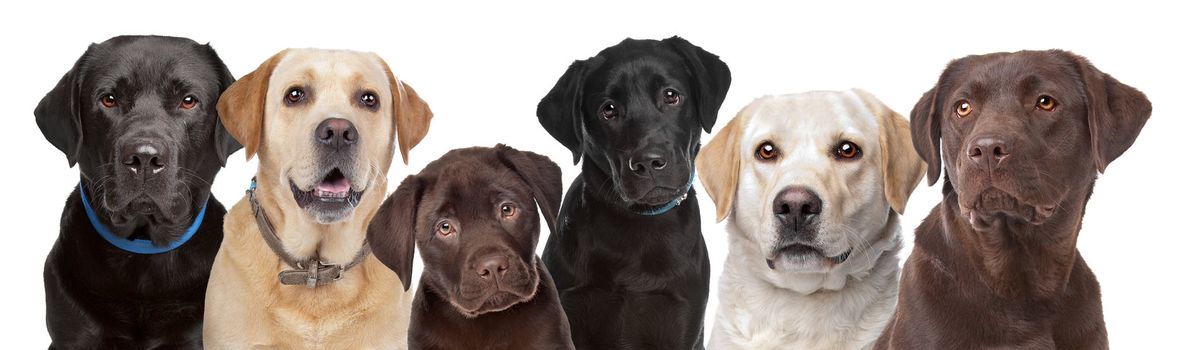 six portraits of Labrador dogs in a row isolated on a white background