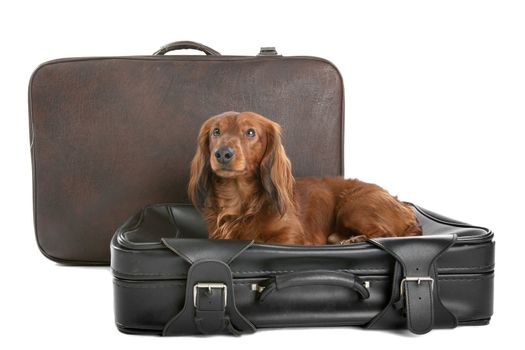 A delightful view of a small, naughty Dachshund dog on a black suitcase.
