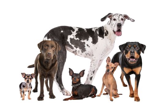 large group of dogs  in front of a white background