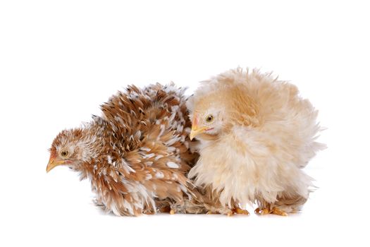 Two chickens in front of a white background