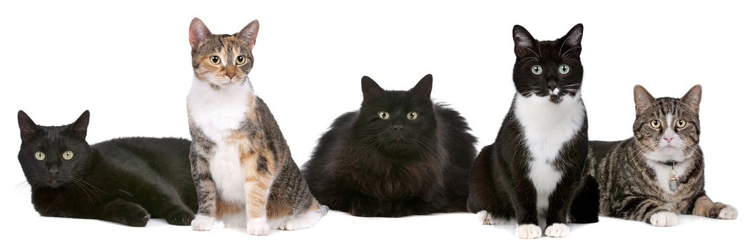 Group of cats in front of a white background
