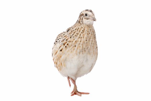 Little quail in front of a white background