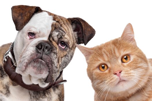 English Bulldog and a red cat in front of a white background