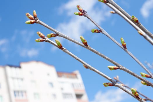 Several cherry buds in springtime in sunny weather against urban buildings