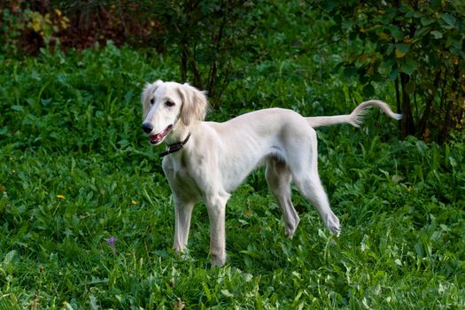 A standing white saluki pup in the park
