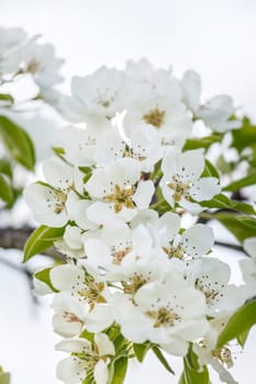 A branch of cherry blossoms against the sky