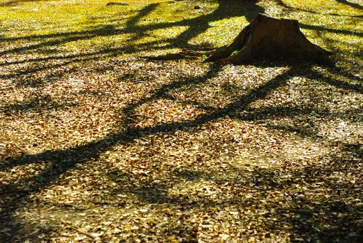 Abandon stump with tree shadow in garden