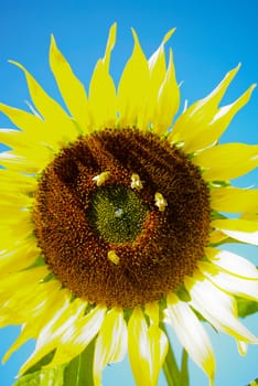 Sunflower in the farm with bees, Close up