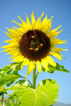 Sunflower in the farm with bees, Close up