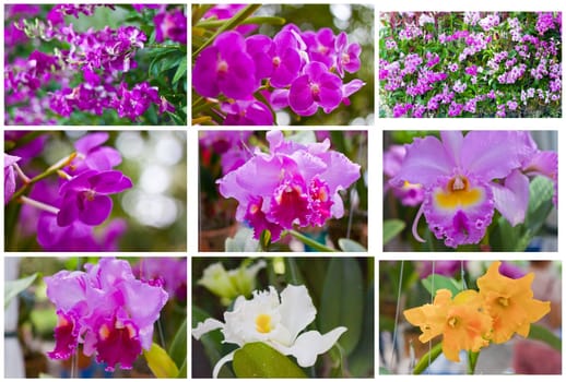 Beautiful orchid