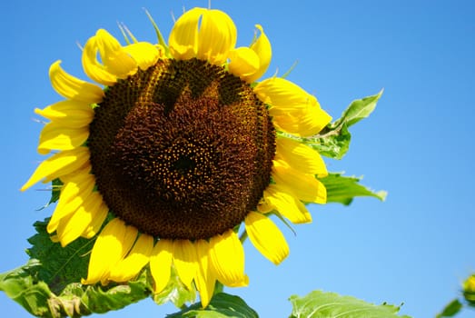 Sunflower in the farm with bees, Close up