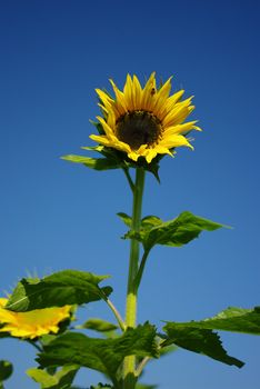 Sunflower in the farm with blue sky, Thailand